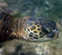 Teenage Turtle. This young Hawaiian Sea Turtle was eating... by Mathew Cook 